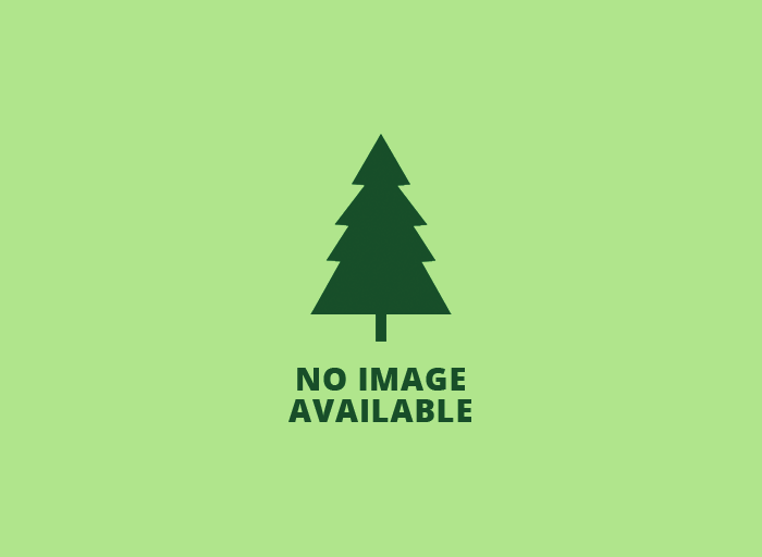 Ancient Yew News