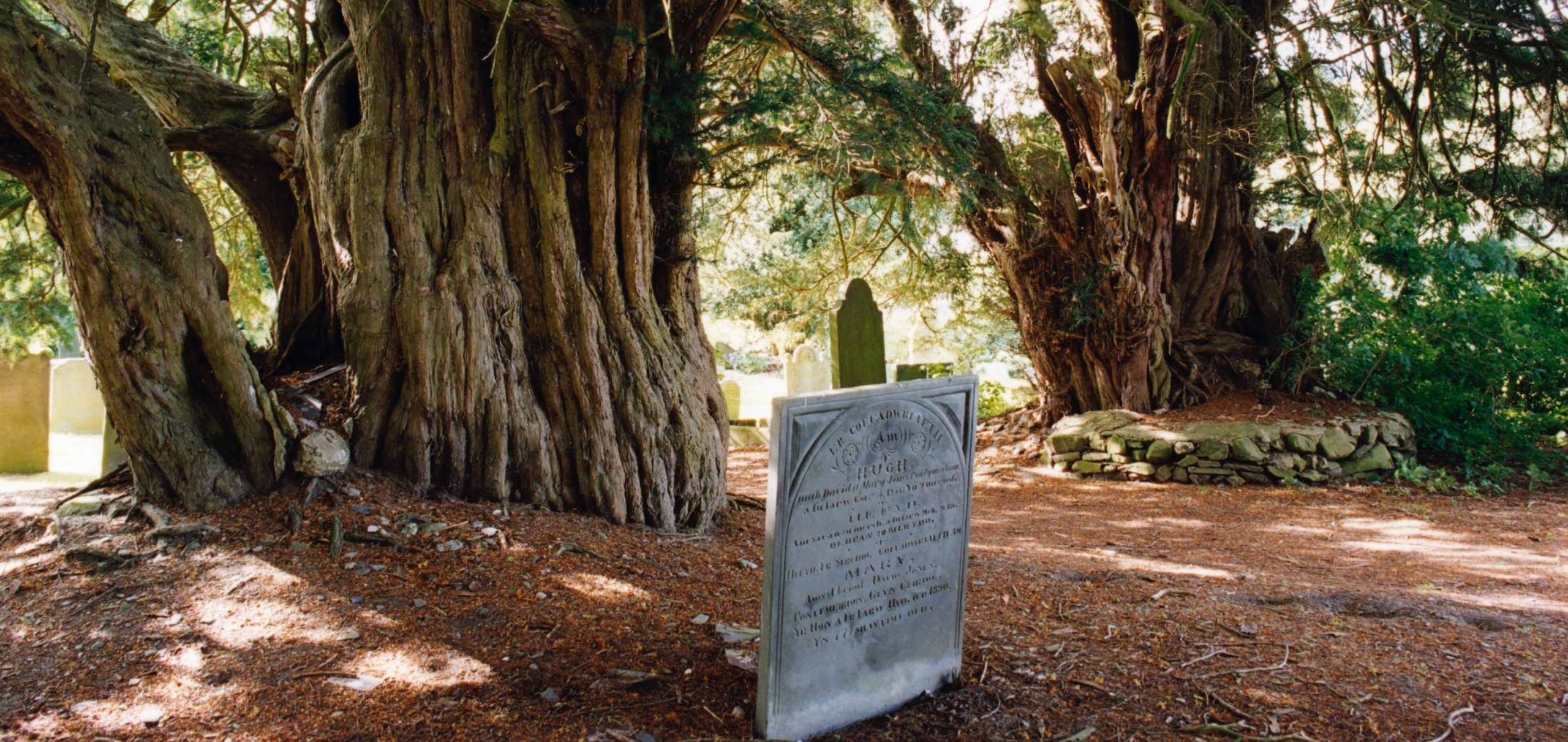 Churchyard Yews