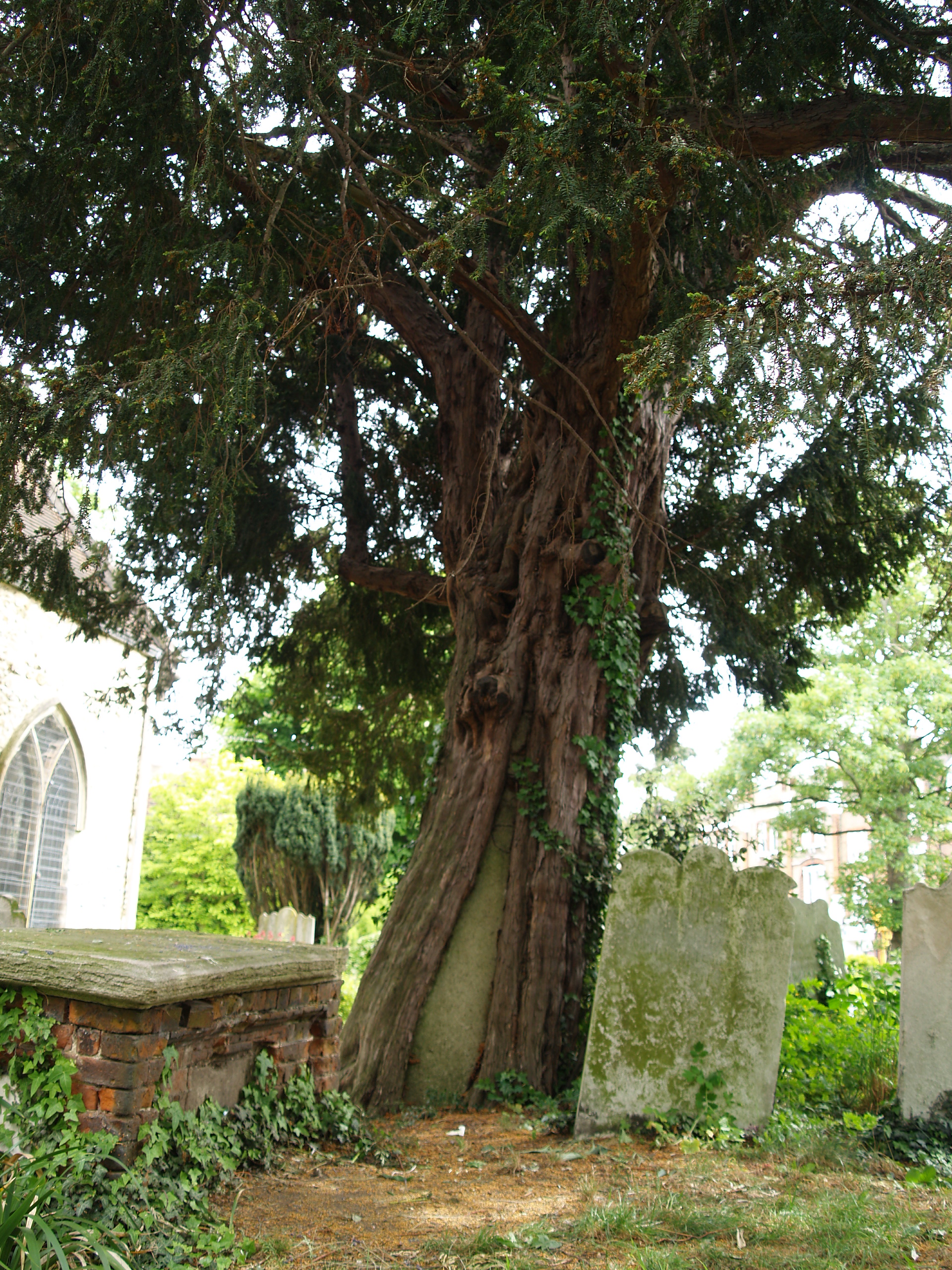 Ancient Yew News