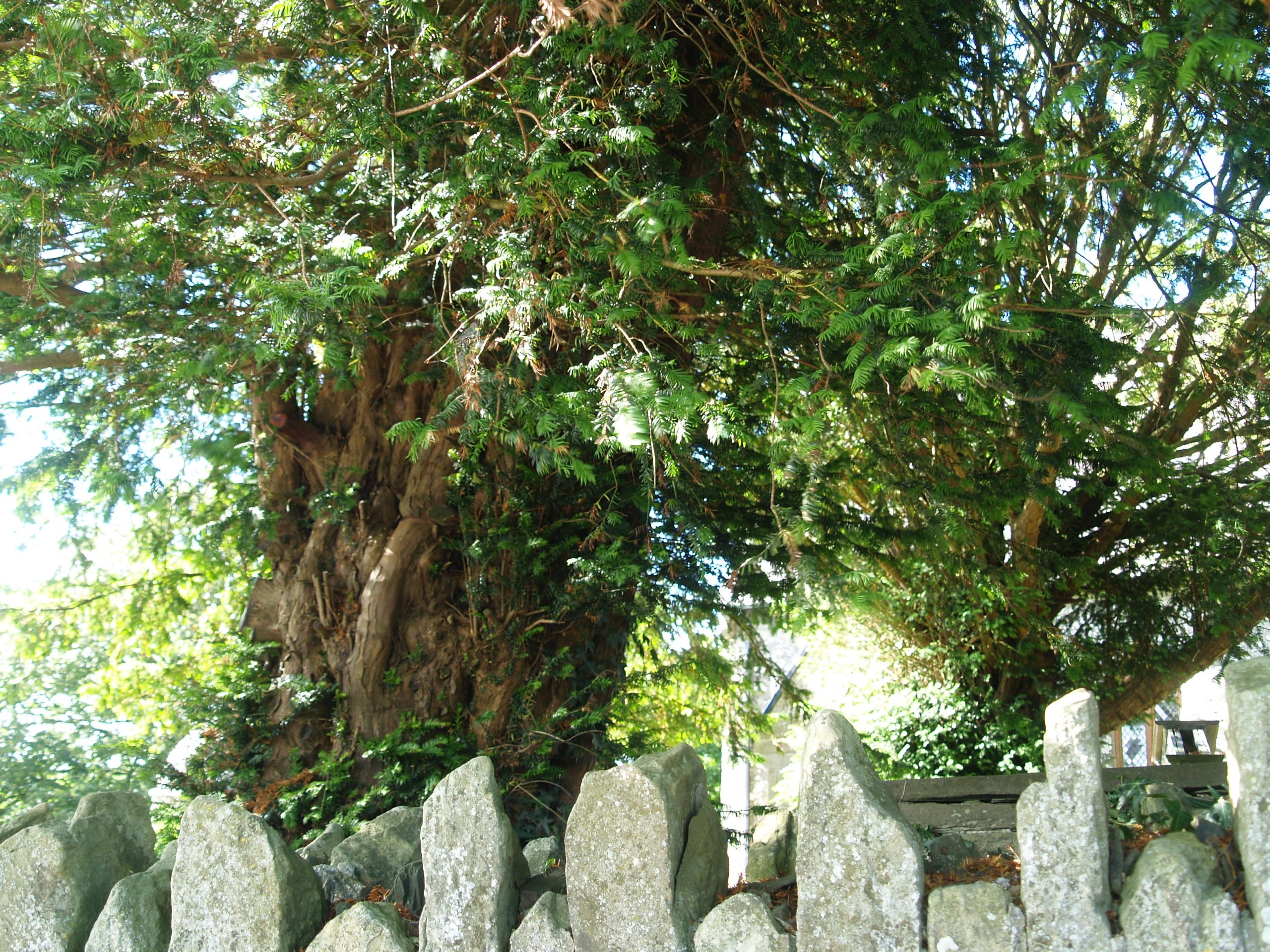 Ancient Yew News